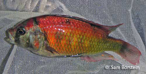 Kyoga Flameback